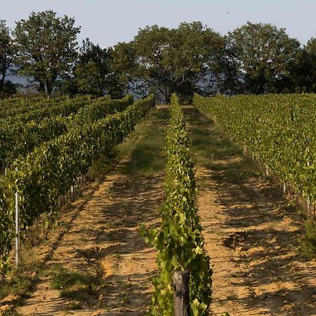 Agriturismo Le Baccane Vinci Ngoại thất bức ảnh