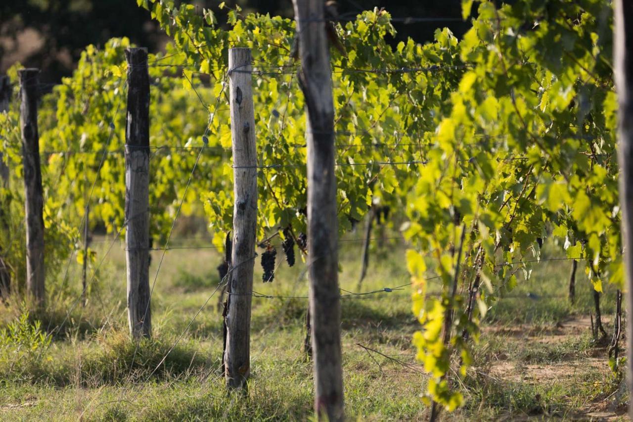 Agriturismo Le Baccane Vinci Ngoại thất bức ảnh