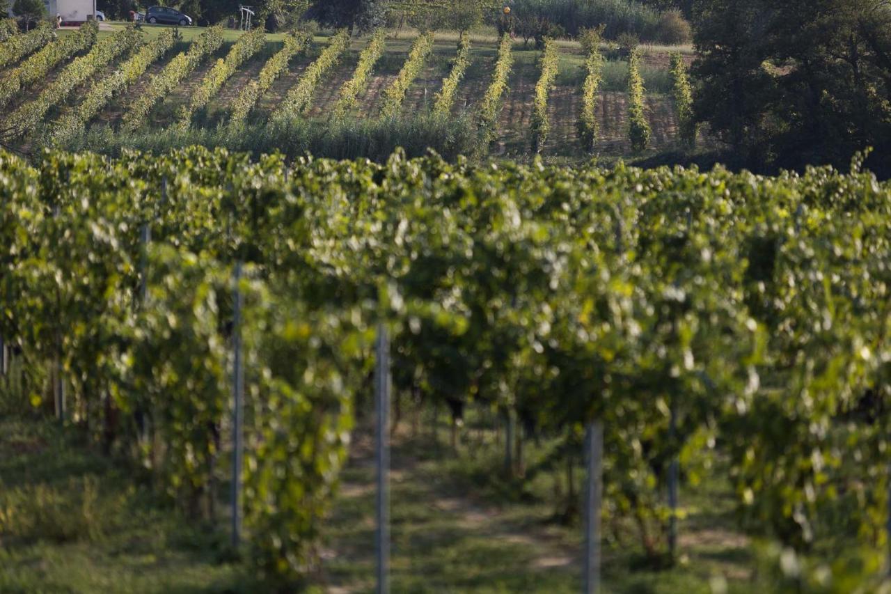 Agriturismo Le Baccane Vinci Ngoại thất bức ảnh