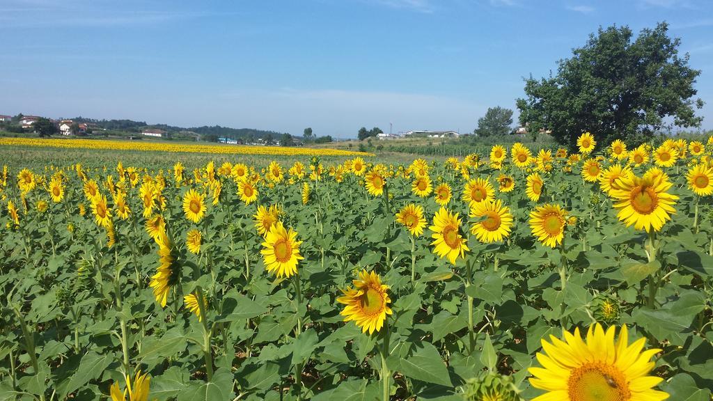 Agriturismo Le Baccane Vinci Ngoại thất bức ảnh